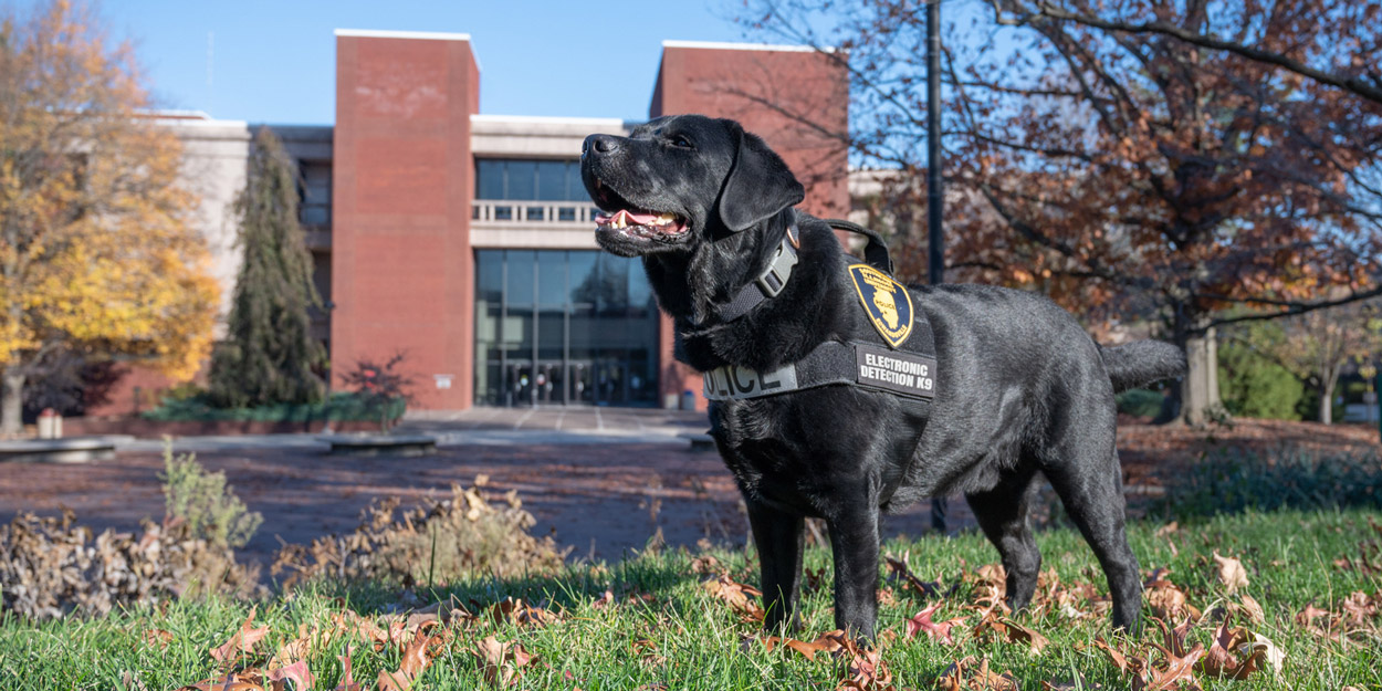 Marshall, the police dog, at SIUE