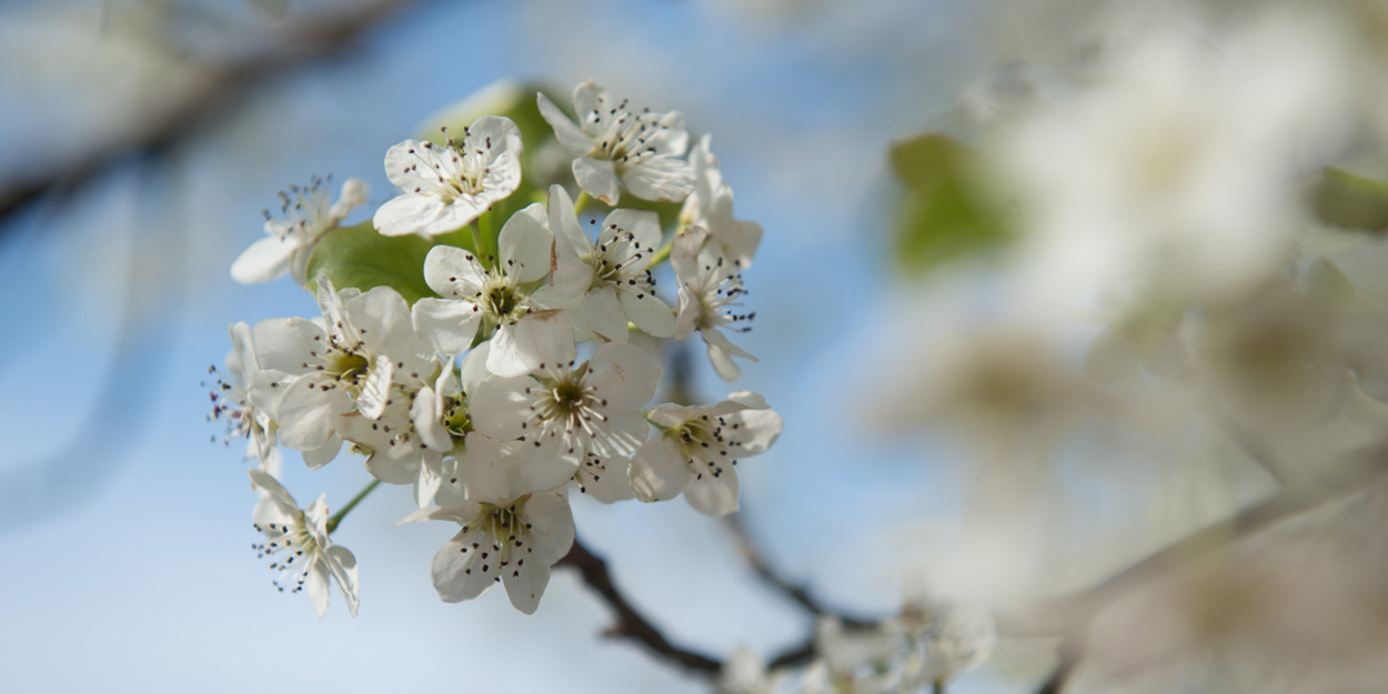 White Flower on the SIUE Campus.