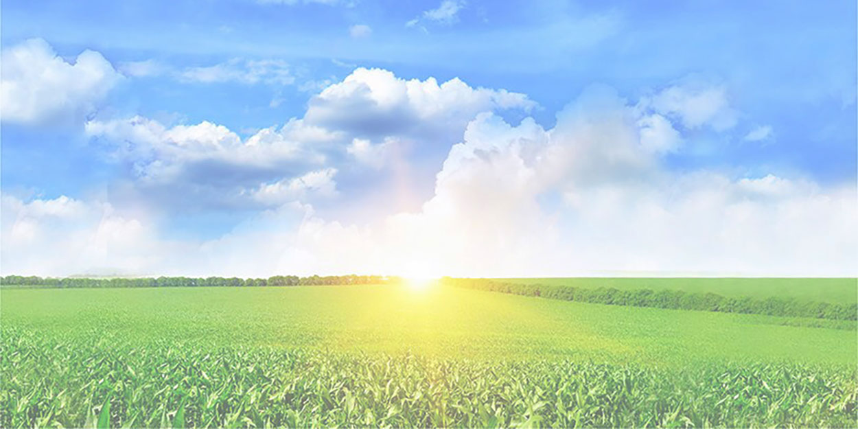 A field of corn, blue sky, and sun on the horizon