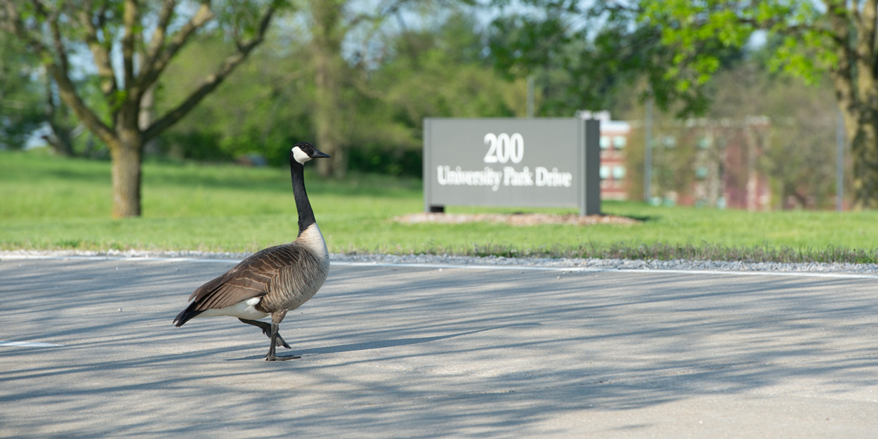 A goose at SIUE.