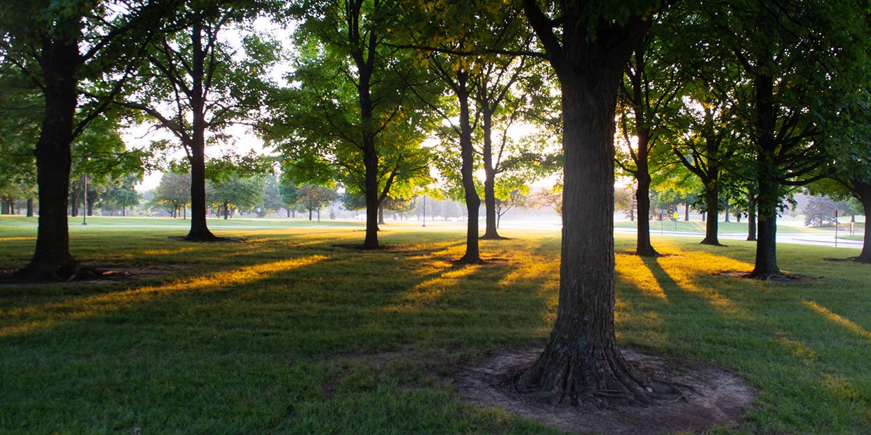 Trees at SIUE in the late afternoon